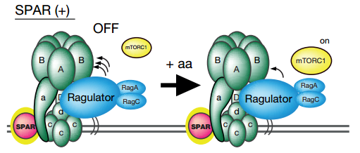 图1. linc00961编码多肽spar调控mtorc1模式图